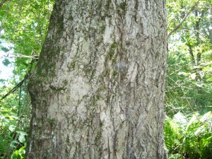 noyer cendr (jugland cinerea) environ120 ans sans sirococcus -clavignenti dans peuplement infect